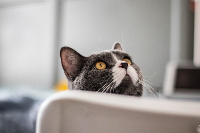 Are cats happier with a clean litter box