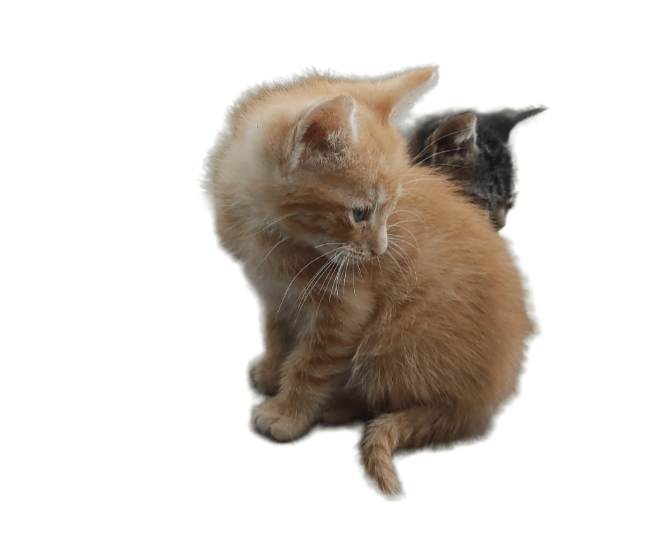 two kitten