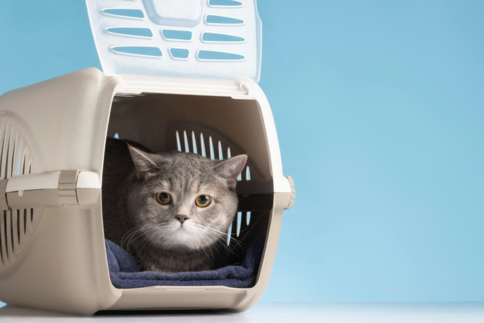 Tips for Traveling with a Cat Litter Box