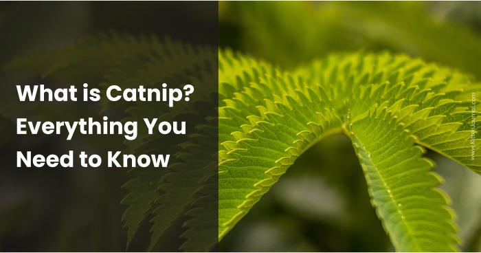 What is Catnip