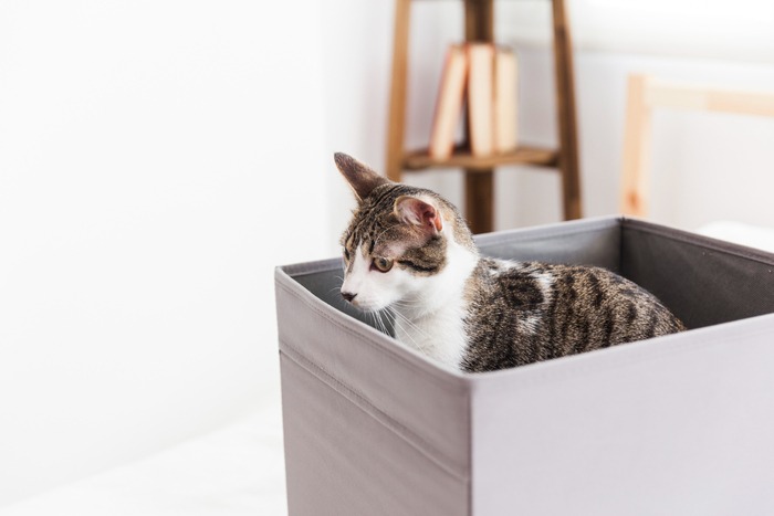 What Size Litter Box Should I Pick For My Cat